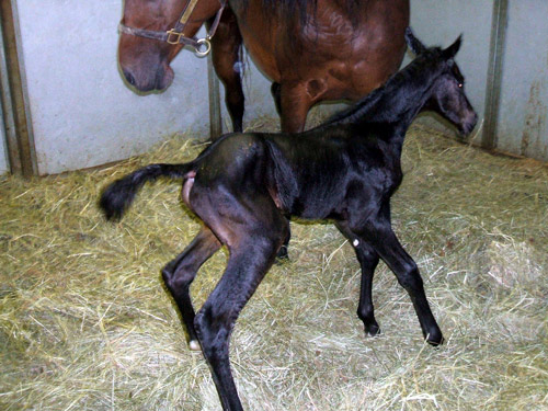 Reggie's colt