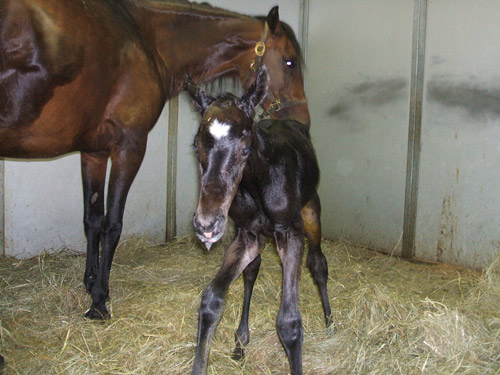 Reggie's colt