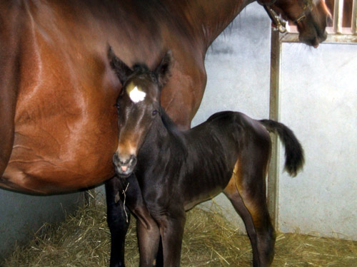 Reggie's colt