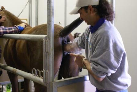 Artificial Insemination