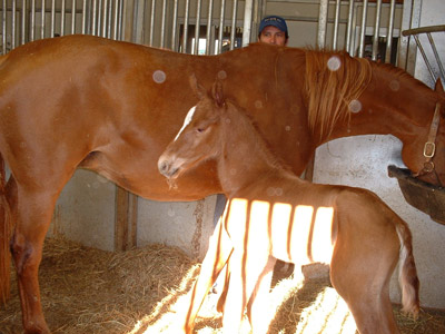 Romy's Colt