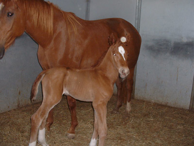 Romy's Colt