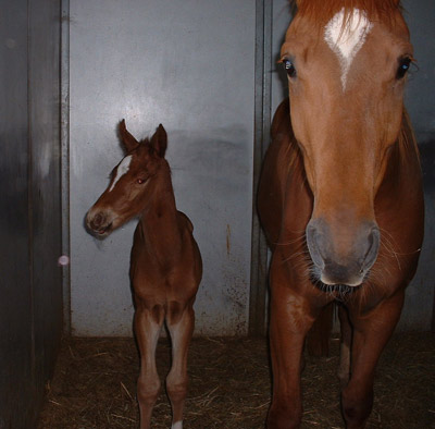 Romy's colt