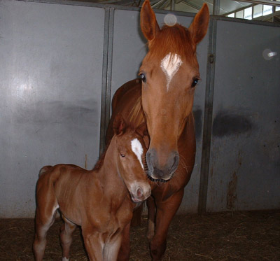 Romy's colt