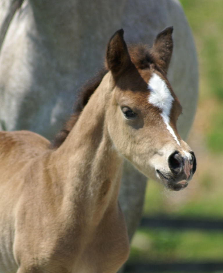 2011 Pixie Filly