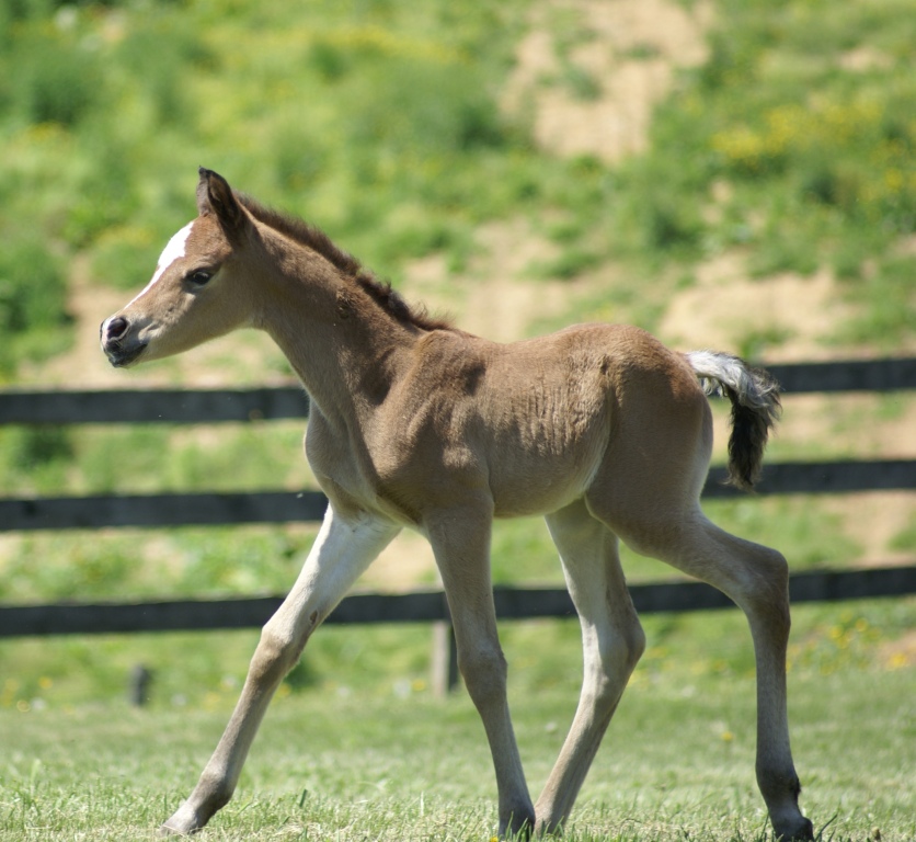 2011 Pixie Filly