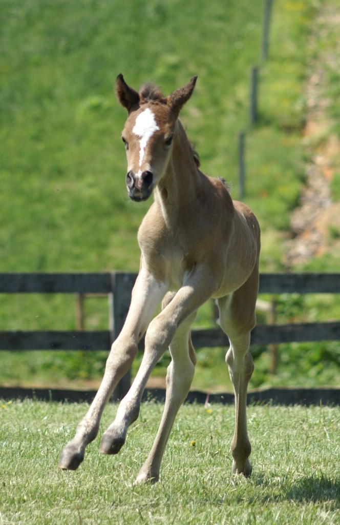 2011 Pixie Filly