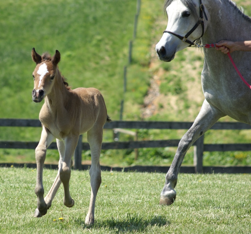 2011 Pixie Filly