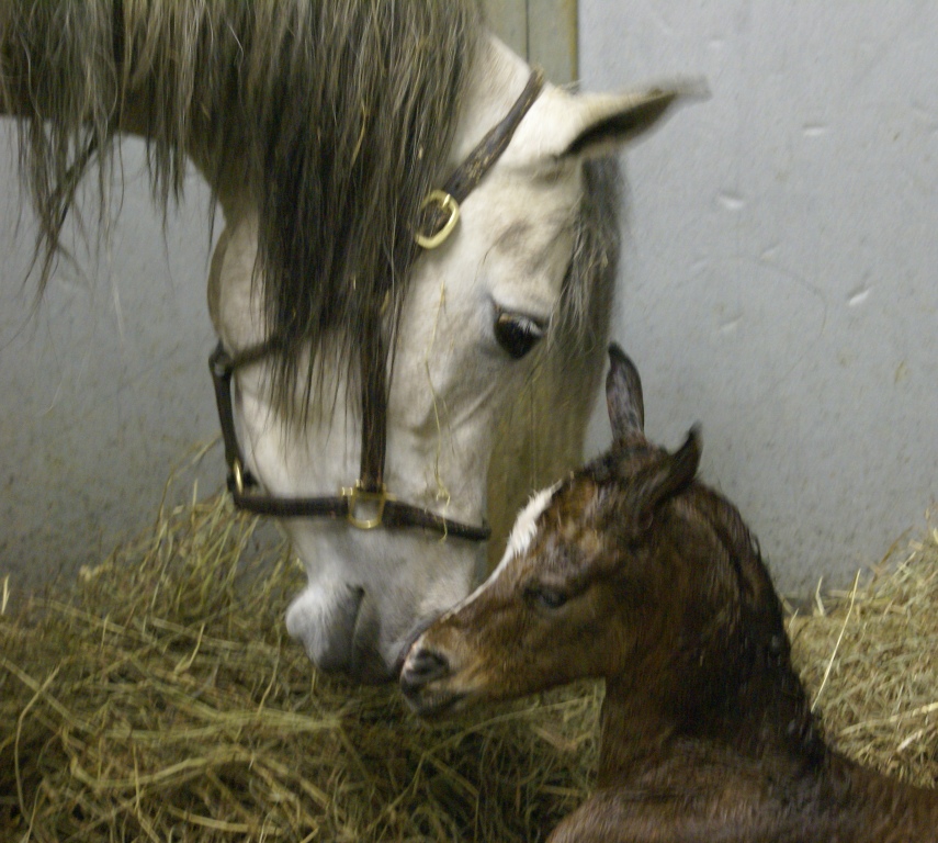 2011 Pixie Filly