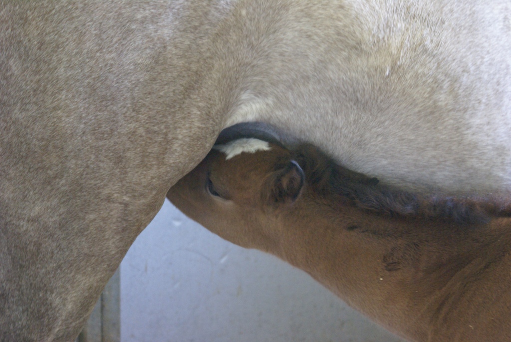 2011 Pixie Filly