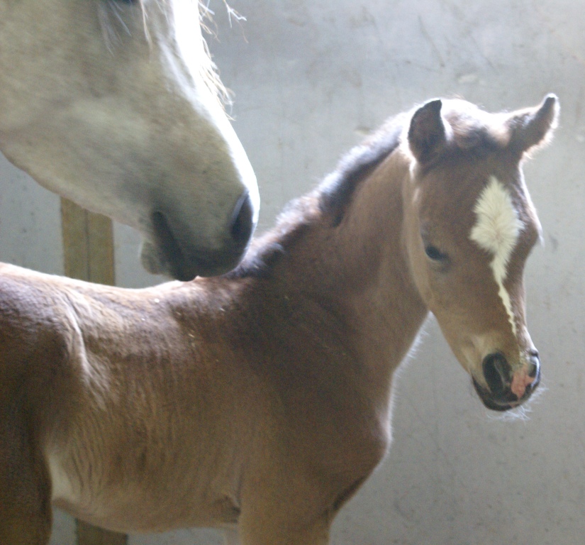 2011 Pixie Filly