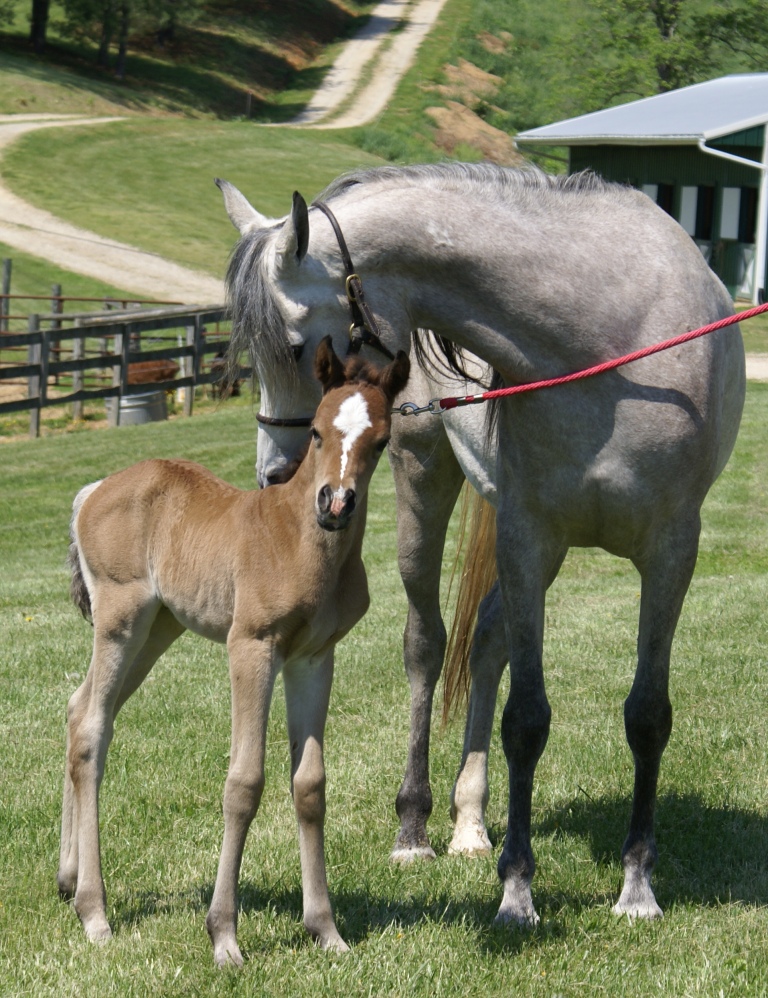 2011 Pixie Filly
