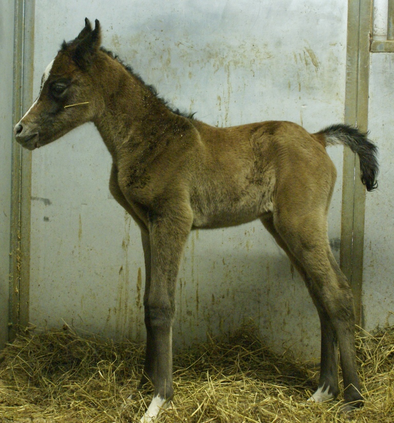 2011 Shaleia Filly