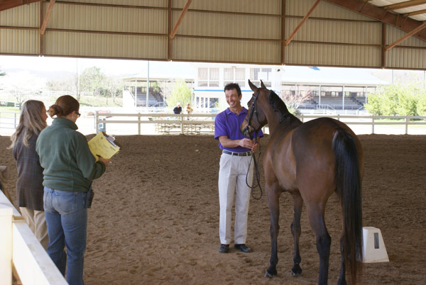 Sport Horse