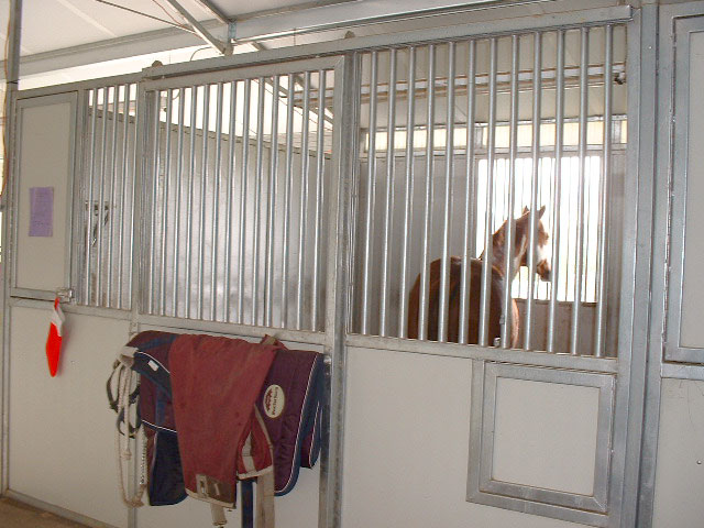 Stallion in Stall