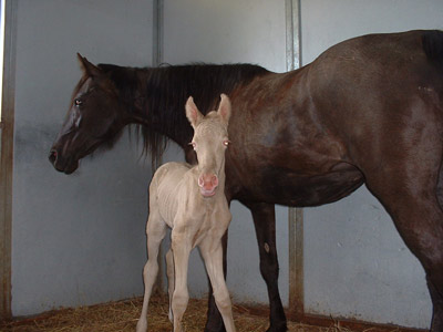 Suzi's Filly