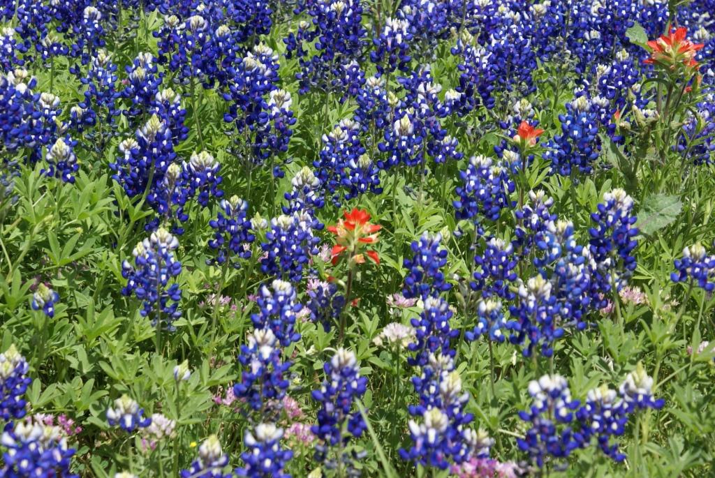 Texas Trip