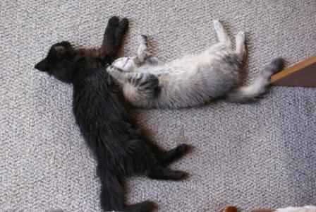 Kittens