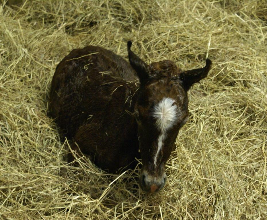 Majiida Filly