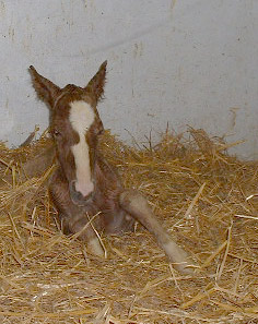 Glory Colt
