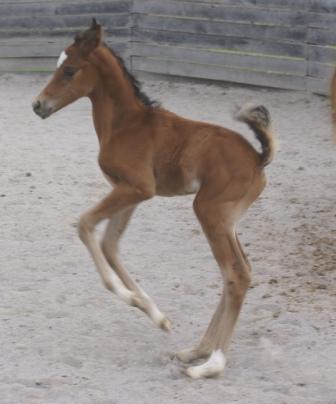 Dee's Colt