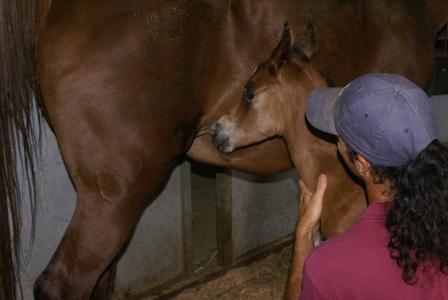 Dee's Colt