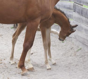 Dee's Colt