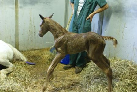 Shaleia's Colt