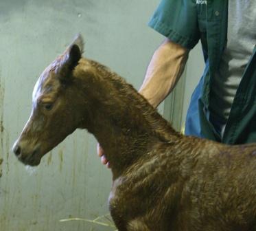 Shaleia's Colt