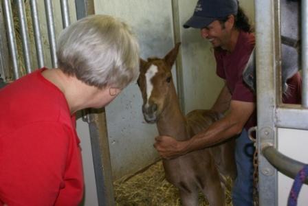 Shaleia's Colt