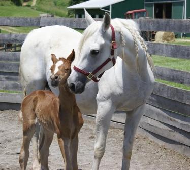 Shaleia's Colt