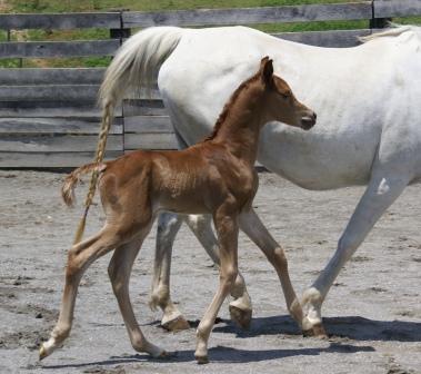 Shaleia's Colt